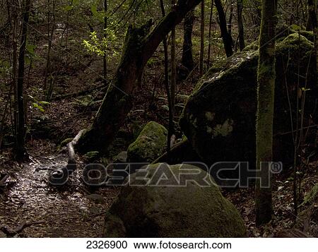 Trees in dense forest, Garajonay National Park, La Gomera, Canary Islands, Spain View Large Photo Image Stock Image - Trees in dense forest, Garajonay National Park, La Gomera, Canary Islands, Spain . Fotosearch