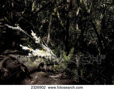 Stock Image - Trees in dense forest, Garajonay National Park, La Gomera, Canary Islands, Spain . Fotosearch