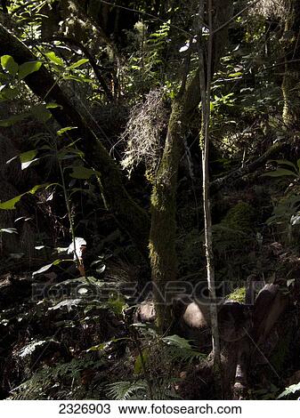 Trees in dense forest, Garajonay National Park, La Gomera, Canary Islands, Spain View Large Photo Image Stock Image - Trees in dense forest, Garajonay National Park, La Gomera, Canary Islands, Spain . Fotosearch