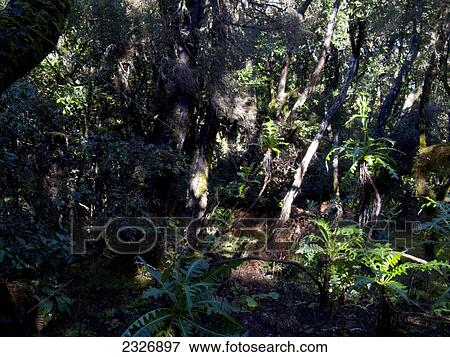 Stock Photo - Trees in dense forest, Garajonay National Park, La Gomera, Canary Islands, Spain . Fotosearch