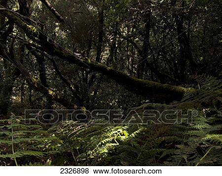Trees in dense forest, Garajonay National Park, La Gomera, Canary Islands, Spain View Large Photo Image Stock Photo - Trees in dense forest, Garajonay National Park, La Gomera, Canary Islands, Spain . Fotosearch