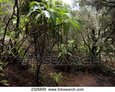 Stock Photo - Trees in dense forest, Garajonay National Park, La Gomera, Canary Islands, Spain . Fotosearch