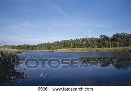 Stock Image - Trees near lake, Middelhagen, Ruegen, Mecklenburg-Western Pomerania, Germany . Fotosearch