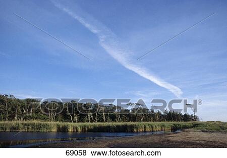 Trees near swamp, Middelhagen, Ruegen, Mecklenburg-Western Pomerania, Germany View Large Photo Image Stock Photo - Trees near swamp, Middelhagen, Ruegen, Mecklenburg-Western Pomerania, Germany . Fotosearch