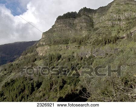 Trees on mountain, Cumbre ce Tajaque, La Gomera, Canary Islands, Spain View Large Photo Image Stock Image - Trees on mountain, Cumbre ce Tajaque, La Gomera, Canary Islands, Spain . Fotosearch
