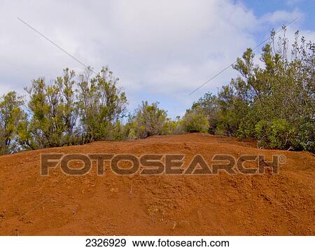 Trees on red sand, La Gomera, Canary Islands, Spain View Large Photo Image Stock Photo - Trees on red sand, La Gomera, Canary Islands, Spain . Fotosearch