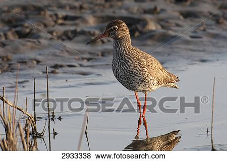 Tringa totanus, full shot View Large Photo Image Stock Photo - Tringa totanus, full shot . Fotosearch
