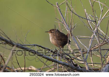 Troglodytes troglodytes, full shot View Large Photo Image Picture - Troglodytes troglodytes, full shot . Fotosearch