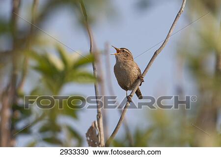 Troglodytes troglodytes, full shot View Large Photo Image Stock Image - Troglodytes troglodytes, full shot . Fotosearch