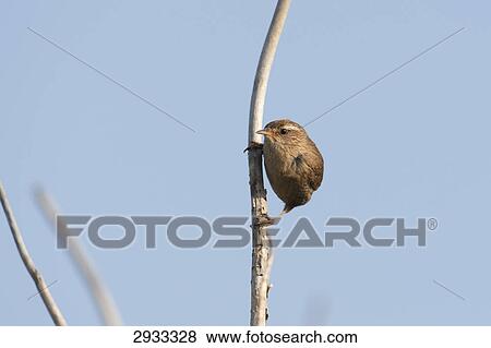 Troglodytes troglodytes, full shot View Large Photo Image Stock Photo - Troglodytes troglodytes, full shot . Fotosearch