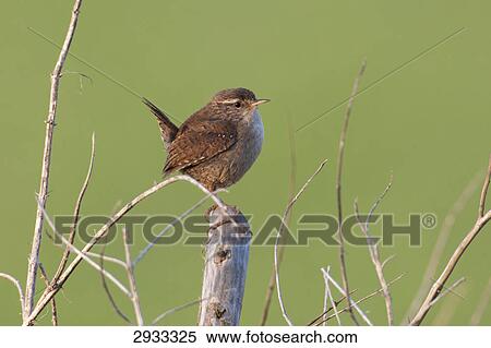 Troglodytes troglodytes, full shot View Large Photo Image Stock Photography - Troglodytes troglodytes, full shot . Fotosearch