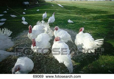 Turkey hens in field, Hamburg, Germany View Large Photo Image Stock Photo - Turkey hens in field, Hamburg, Germany . Fotosearch