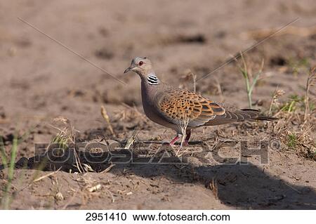 turtle dove, Streptopelia turtur, close-up View Large Photo Image Stock Image - turtle dove, Streptopelia turtur, close-up . Fotosearch