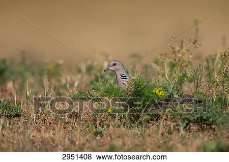 turtle dove, Streptopelia turtur, close-up View Large Photo Image Stock Photo - turtle dove, Streptopelia turtur, close-up . Fotosearch
