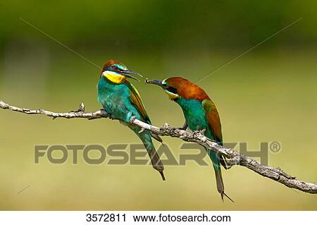 Stock Image - Two bee-eaters, Merops apiaster, Neusiedler See, Burgenland, Austria, Europe . Fotosearch