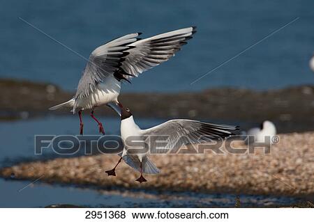 Stock Photo - two Black-headed gulls (Larus ridibundus), Netherlands, full shot . Fotosearch