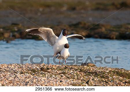 Stock Photograph - two Black-headed gulls (Larus ridibundus), Netherlands, full shot . Fotosearch