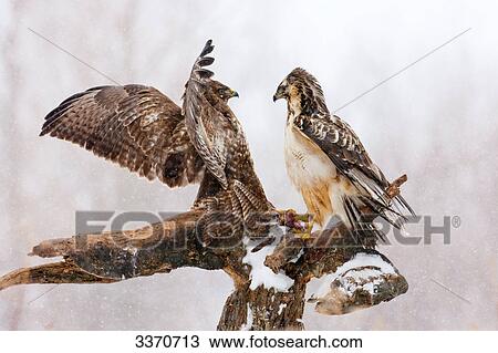 Two Buzzards (Buteo buteo) on a branch, side view View Large Photo Image Stock Image - Two Buzzards (Buteo buteo) on a branch, side view . Fotosearch