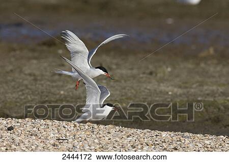 Two Common Terns (Sterna hirundo) spreading its wings View Large Photo Image Stock Image - Two Common Terns (Sterna hirundo) spreading its wings . Fotosearch