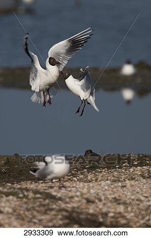 Stock Photo - two Common Terns (Sterna hirundo) . Fotosearch
