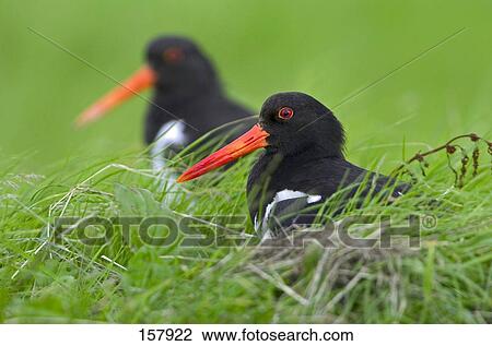 Two Eurasian Oystercatcher (Haematopus ostralegus) birds in field View Large Photo Image Stock Image - Two Eurasian Oystercatcher (Haematopus ostralegus) birds in field . Fotosearch