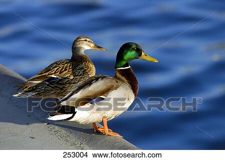 Picture - Two Mallard ducks (Anas platyrhynchos) at shore . Fotosearch