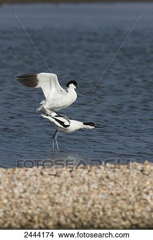 Two Pied Avocet (Recurvirostra avosetta) mating in water View Large Photo Image Picture - Two Pied Avocet (Recurvirostra avosetta) mating in water . Fotosearch