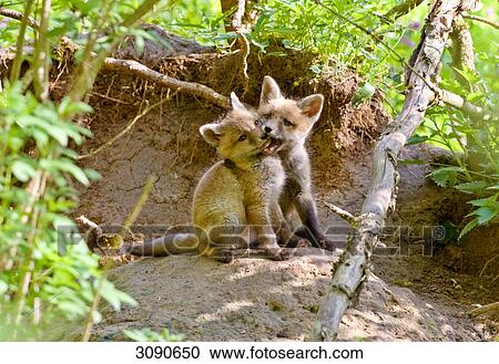 Two red fox puppies View Large Photo Image Stock Image - Two red fox puppies . Fotosearch