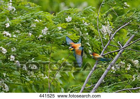 Stock Photography - Two Tree Sparrow birds perching on branch . Fotosearch