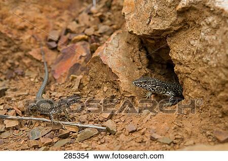 Two wall lizard at hole View Large Photo Image Picture - Two wall lizard at hole . Fotosearch