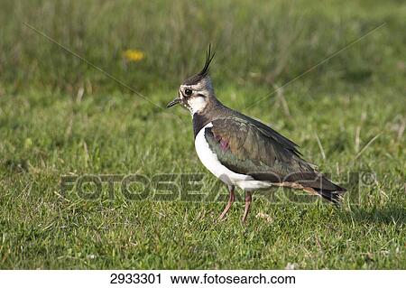 Stock Image - Vanellus vanellus . Fotosearch