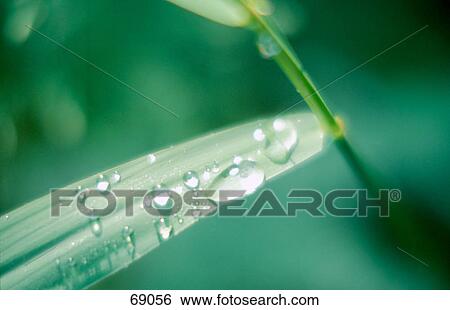 Waterdrops on blade of grass View Large Photo Image Stock Photograph - Waterdrops on blade of grass . Fotosearch