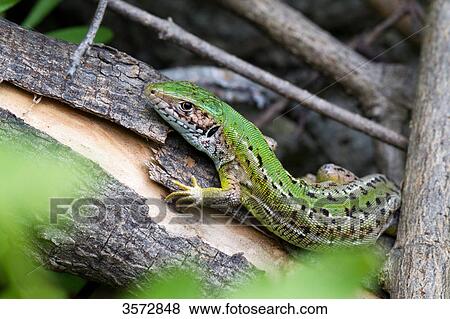 Stock Photo - western green lizard, Lacerta bilineata, Neusiedler See, Burgenland, Austria, Europe . Fotosearch