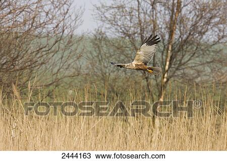 Western Marsh Harrier (Circus aeruginosus) in flight View Large Photo Image Stock Image - Western Marsh Harrier (Circus aeruginosus) in flight . Fotosearch
