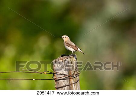 Stock Photo - Wheatear, Oenanthe, close-up . Fotosearch