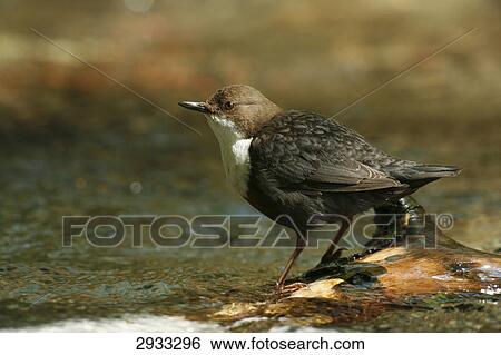 Stock Photograph - white-throated dipper (Cinclus cinclus) . Fotosearch