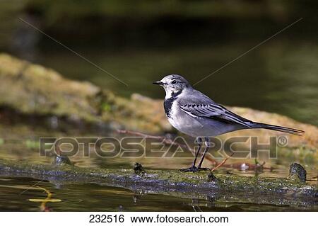 White Wagtail (Motacilla alba) bird on log in river View Large Photo Image Stock Photograph - White Wagtail (Motacilla alba) bird on log in river . Fotosearch