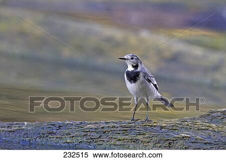 Stock Photography - White Wagtail (Motacilla alba) on log in river . Fotosearch