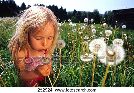 Picture - Wide angle view on little blond girl blowing at dandelion on meadow . Fotosearch