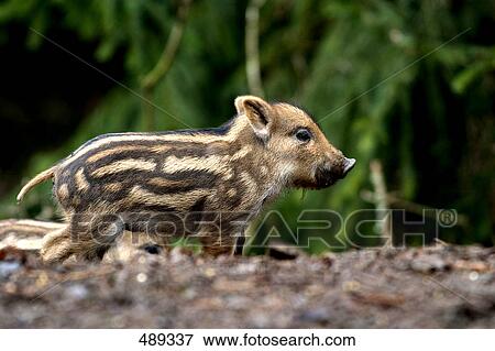 Wild Boar (Sus scrofa) in forest View Large Photo Image Stock Photo - Wild Boar (Sus scrofa) in forest . Fotosearch