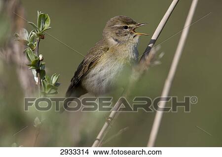 Picture - willow warbler (Phylloscopus trochilus), full shot . Fotosearch