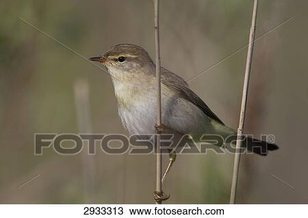 Stock Image - willow warbler, (Phylloscopus trochilus), Ganzansicht . Fotosearch