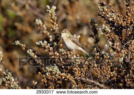 willow warbler (Phylloscopus trochilus), full shot View Large Photo Image Stock Photo - willow warbler (Phylloscopus trochilus), full shot . Fotosearch