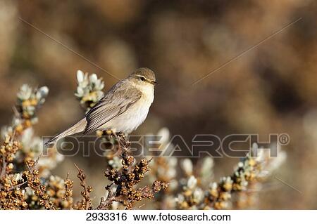 Stock Photograph - willow warbler (Phylloscopus trochilus), full shot . Fotosearch