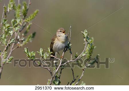 willow warbler, Phylloscopus trochilus, full shot View Large Photo Image Stock Image - willow warbler, Phylloscopus trochilus, full shot . Fotosearch