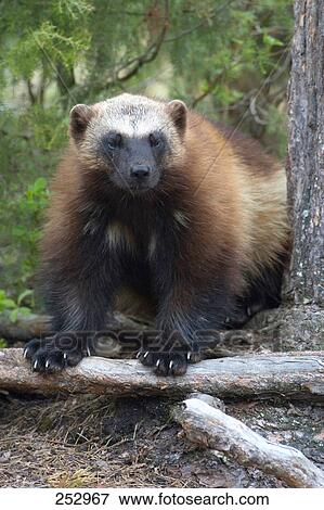 Wolverine (Gulo gulo) in forest View Large Photo Image Stock Photo - Wolverine (Gulo gulo) in forest . Fotosearch
