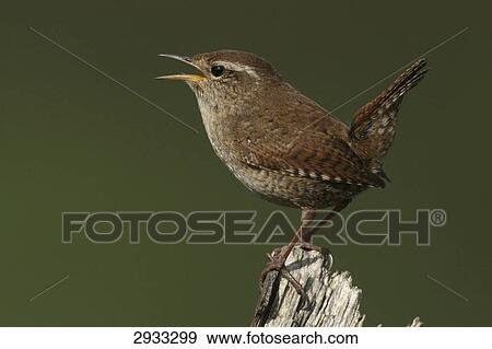 wren, Troglodytes troglodytes View Large Photo Image Stock Photo - wren, Troglodytes troglodytes . Fotosearch