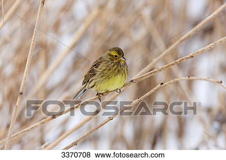 Stock Photo - Yellowhammer (Emberiza citrinella) sitting on a twig, close-up . Fotosearch
