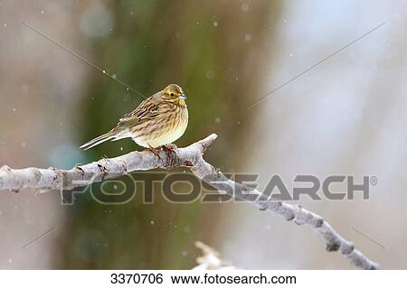 Stock Photograph - Yellowhammer (Emberiza citrinella) sitting on a twig, close-up . Fotosearch