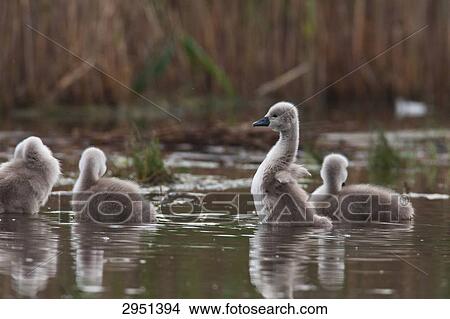 Picture - young swans, full shot . Fotosearch
